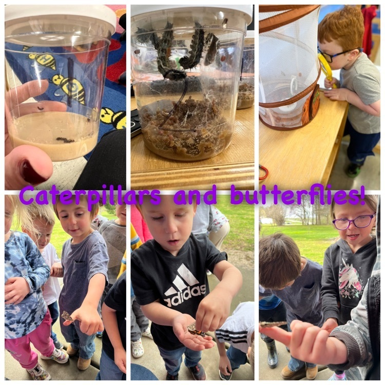 Pre-k students enjoyed learning about the life cycle of a butterfly by watching caterpillars transform into butterflies!